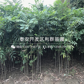 出售红芽香椿苗出售基地