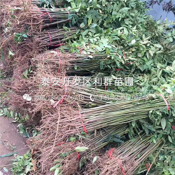 哪里批發(fā)矮化大棚香椿苗