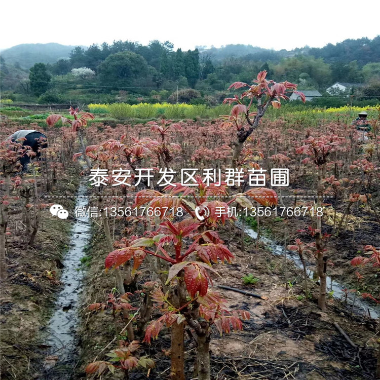 哪里有卖红芽香椿苗的、红芽香椿苗价格多少