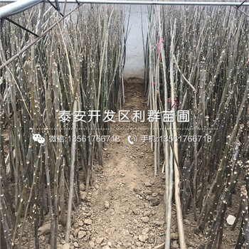 批發(fā)紅油香椿苗