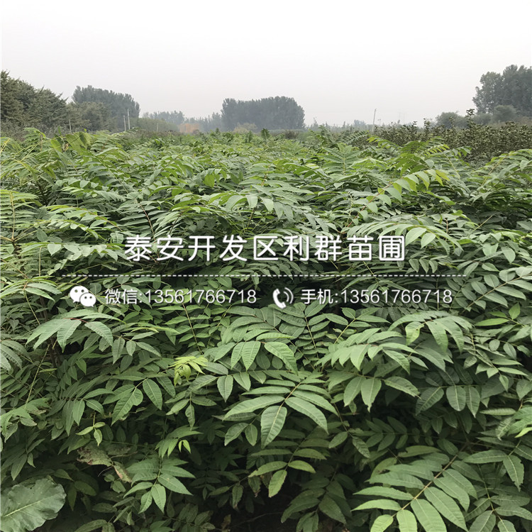 山東矮化紅油香椿苗價(jià)格、山東矮化紅油香椿苗多少錢一棵