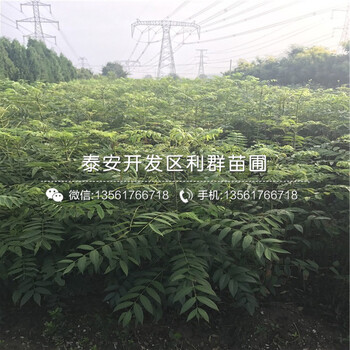 批发红芽香椿树苗价格是多少