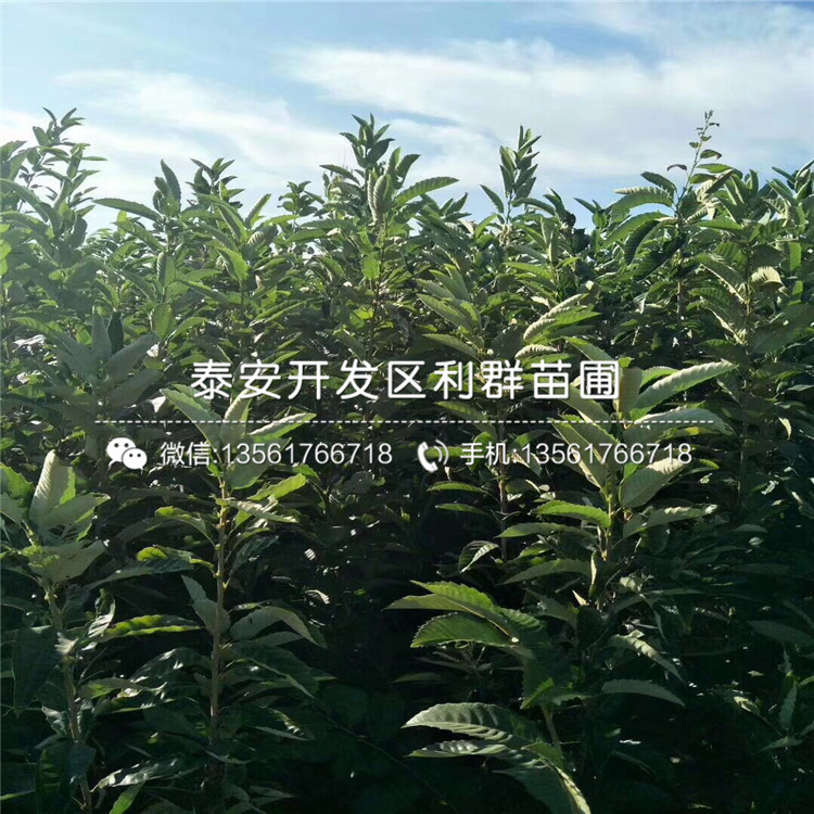 板栗苗出售多少钱一棵