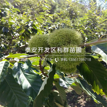 山东华丰板栗苗报价