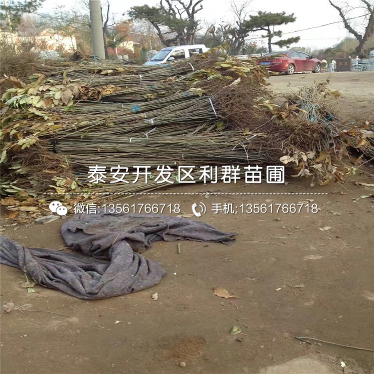 处暑红板栗树苗基地、处暑红板栗树苗批发价格是多少