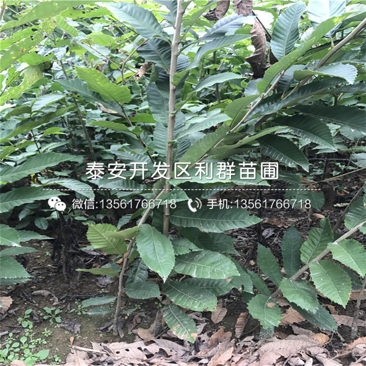 大棚板栗树苗