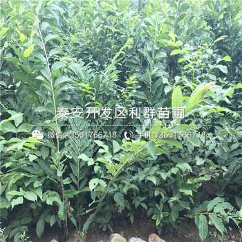 山东泰山薄壳板栗树苗批发基地