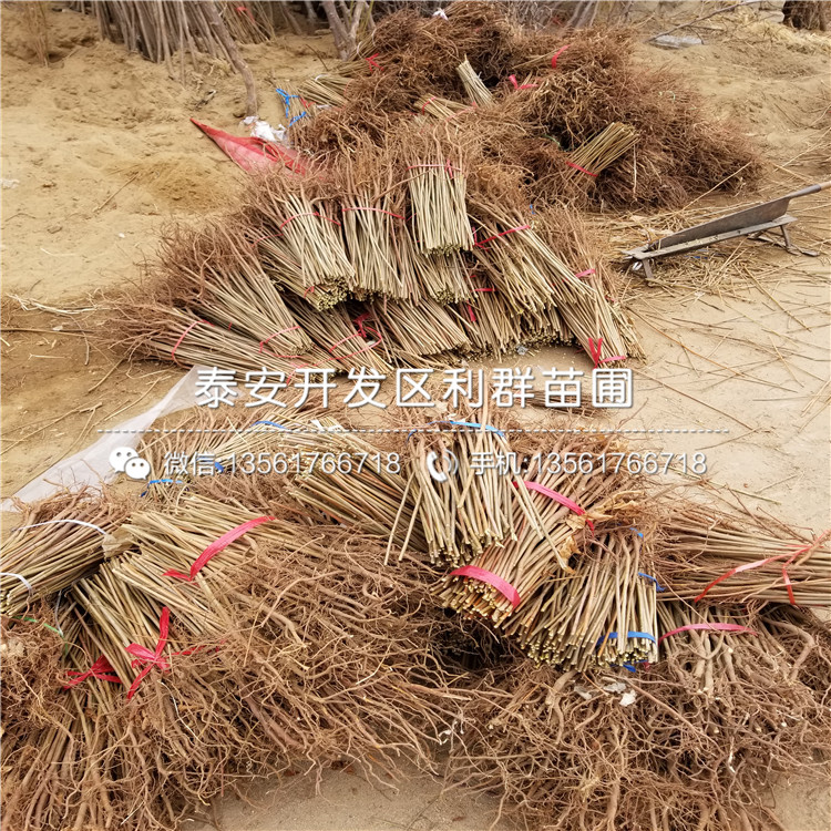 山東批發(fā)香椿樹苗、山東批發(fā)香椿樹苗多少錢