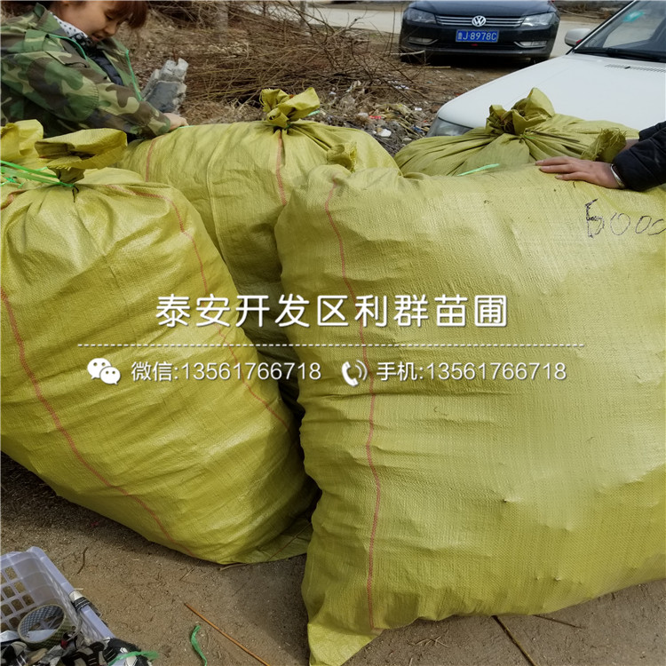 大棚紅芽香椿樹(shù)苗基地出售