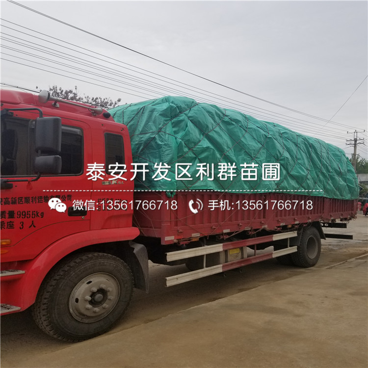 出售香椿苗批發(fā)、出售香椿苗出售基地