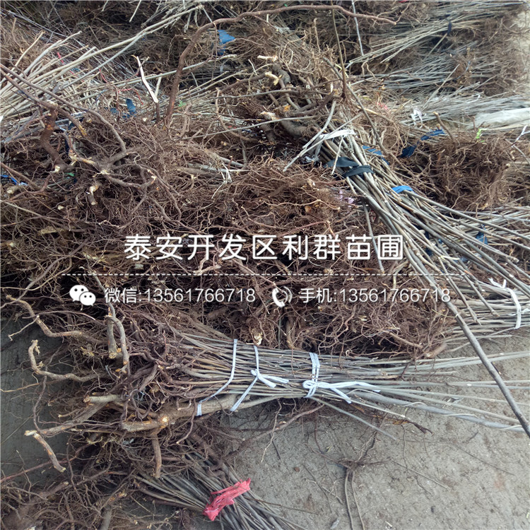 2019年出售香椿樹苗批發(fā)價格多少