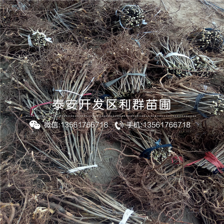 哪里有賣大棚紅油香椿苗、大棚紅油香椿苗多少錢一棵