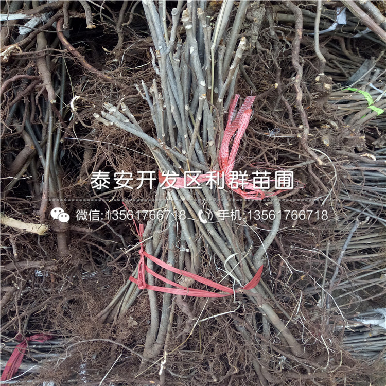 山東紅香椿樹苗、紅香椿樹苗價(jià)格多少