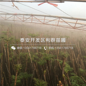 大棚紅芽香椿樹(shù)苗出售