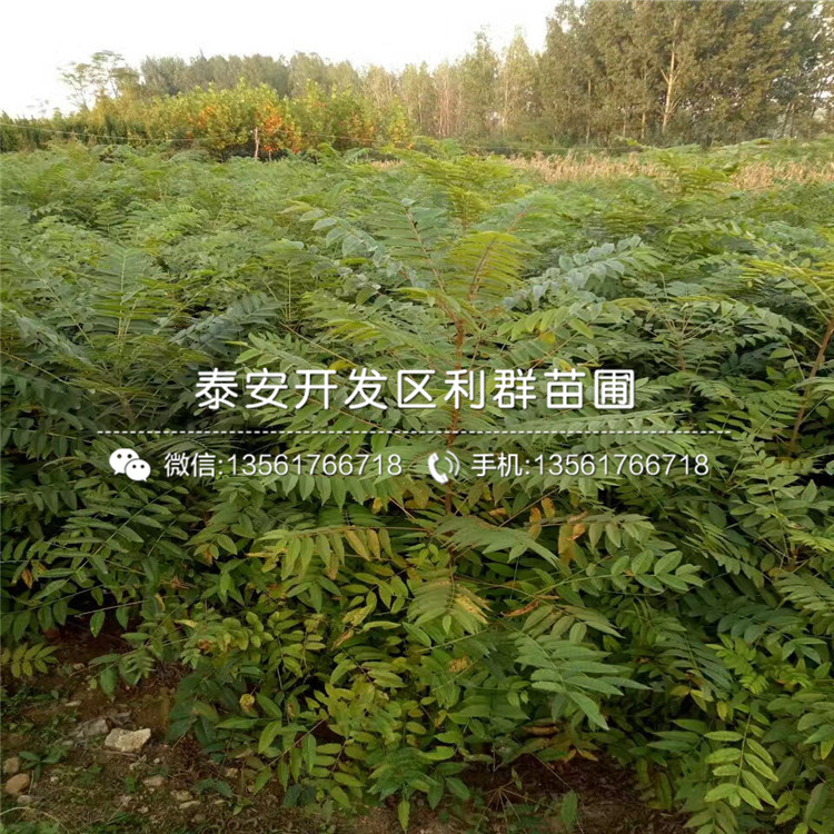 山東0.5公分香椿苗、山東0.5公分香椿苗報(bào)價(jià)是多少