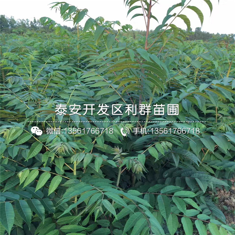 2019年大棚矮化香椿樹苗報價、今年大棚矮化香椿樹苗價格是多少