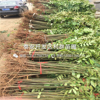 出售香椿苗批發(fā)、出售香椿苗出售基地