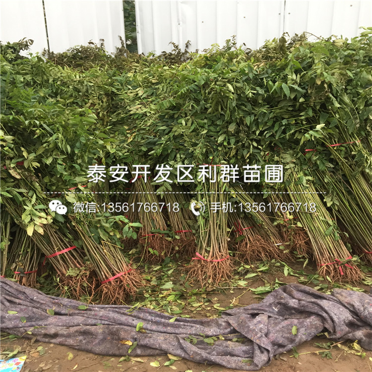 大棚紅油香椿樹苗一株多少錢