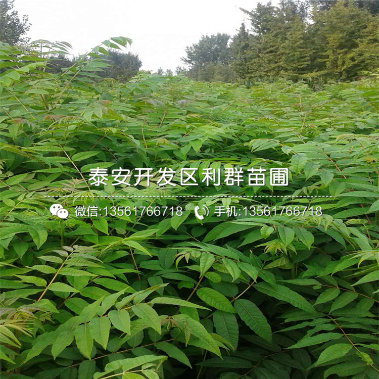 新品種紅芽香椿樹苗、新品種紅芽香椿樹苗多少錢一棵