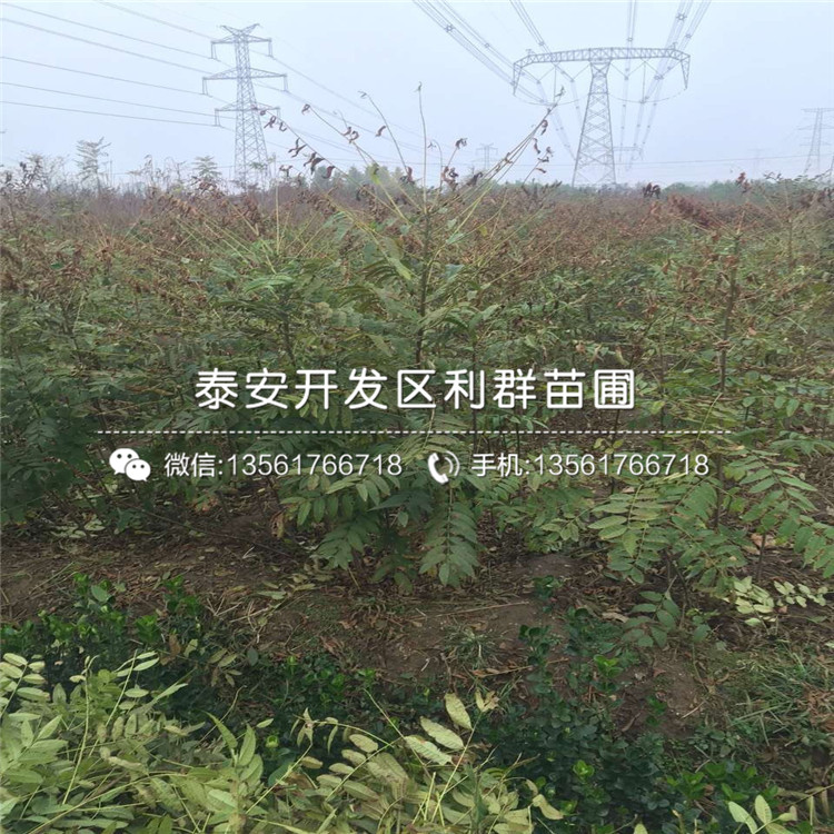 8公分香椿苗格