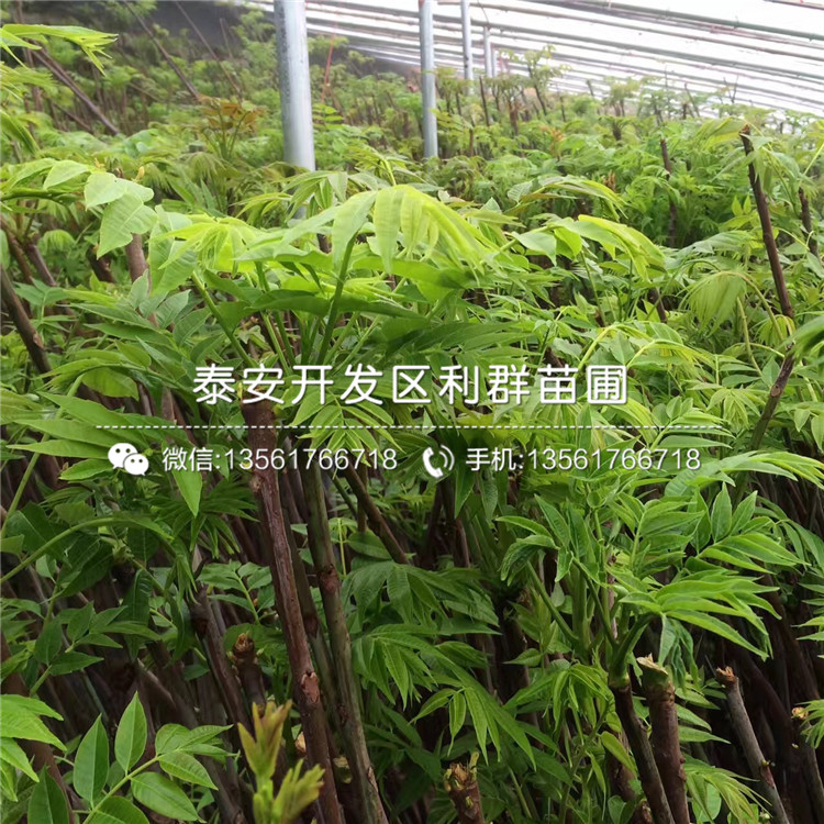 8公分香椿苗格