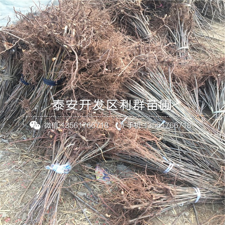 8公分香椿苗格