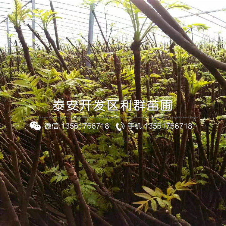 山東大棚紅油香椿樹苗多少錢一棵