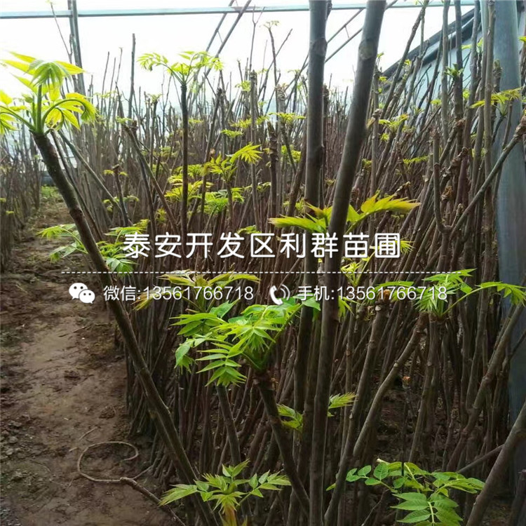 2019年大棚香椿苗批發(fā)