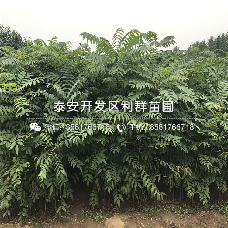 大棚紅芽香椿樹(shù)苗出售
