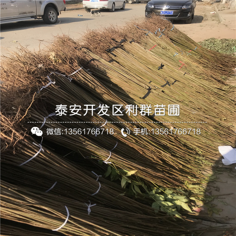 出售香椿苗批發(fā)、出售香椿苗出售基地
