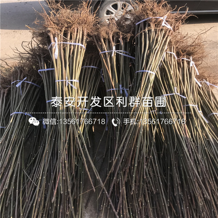 2019年矮化大棚香椿苗價格、矮化大棚香椿苗出售價格