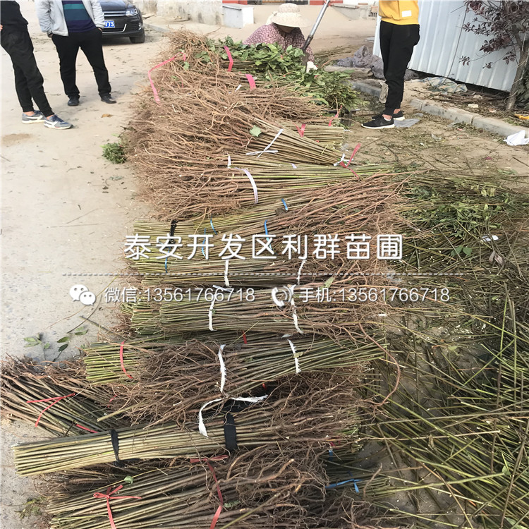 大棚紅芽香椿樹(shù)苗基地出售