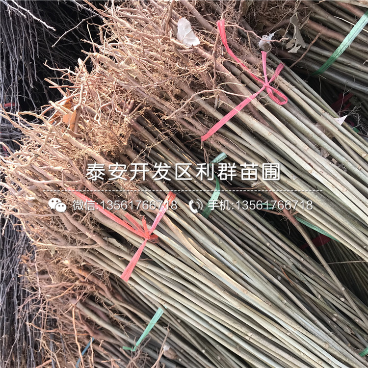 大棚紅油香椿樹苗一株多少錢
