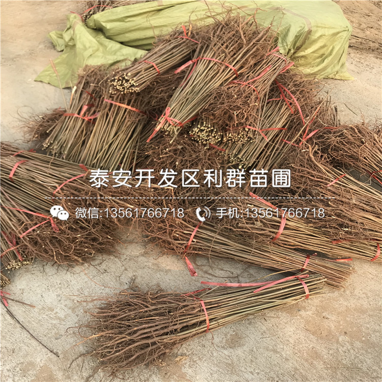 山東大棚紅油香椿樹苗多少錢一棵