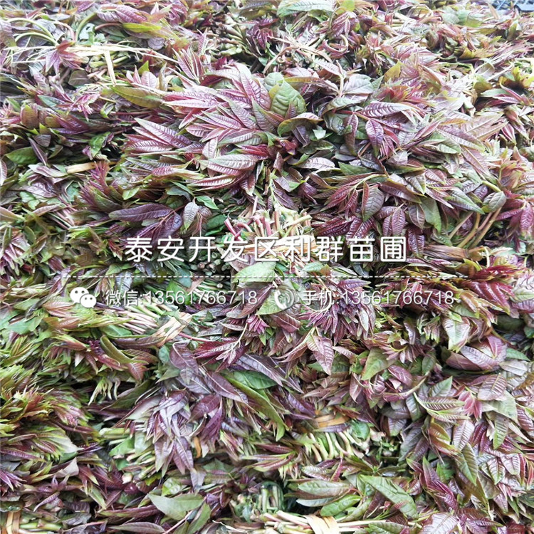 大棚紅油香椿樹苗一株多少錢