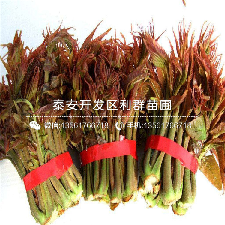 5公分香椿樹苗價(jià)格及報(bào)價(jià)