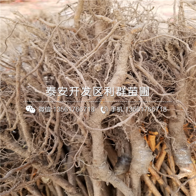 板栗小苗、板栗小苗出售基地