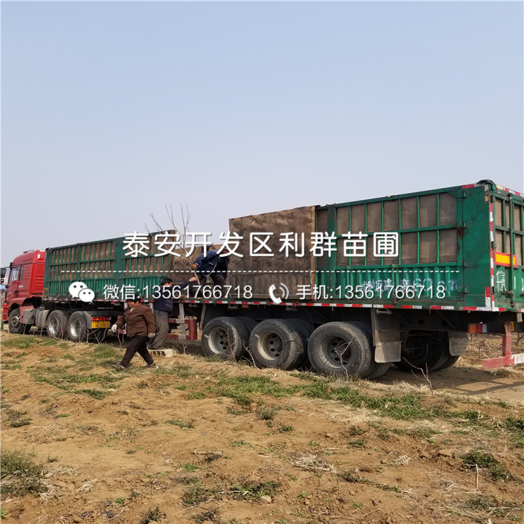 2019年美國黑布林李子苗新品種