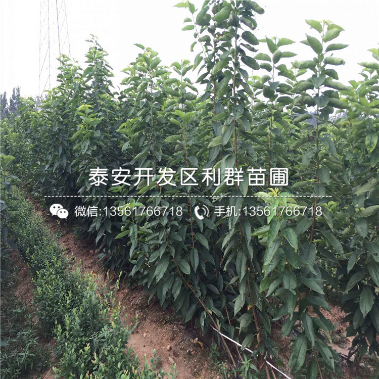 2019年美國黑布林李子苗新品種