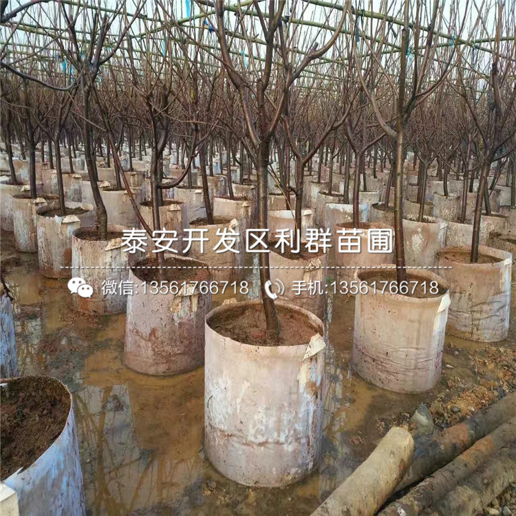 大李子樹(shù)苗報(bào)價(jià)、2019年大李子樹(shù)苗多少錢(qián)一棵