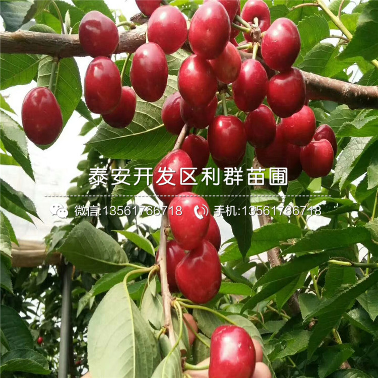 杰兔藍(lán)莓苗出售、2019年杰兔藍(lán)莓苗出售