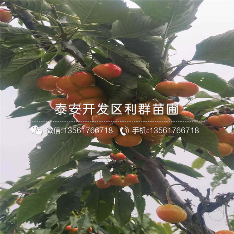 板栗小苗、板栗小苗出售基地