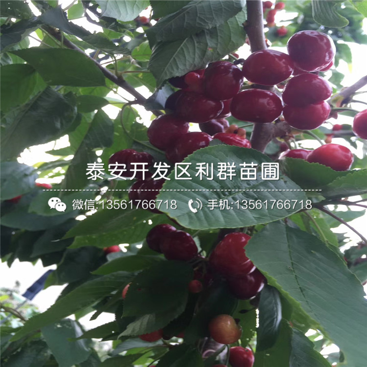 板栗小苗、板栗小苗出售基地