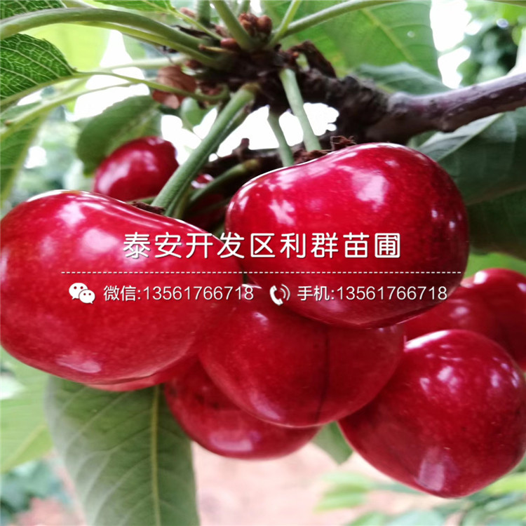 1公分柿子苗批發(fā)價格是多少