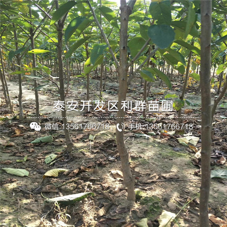 哪里有賣紅考密斯梨樹苗、紅考密斯梨樹苗價格多少