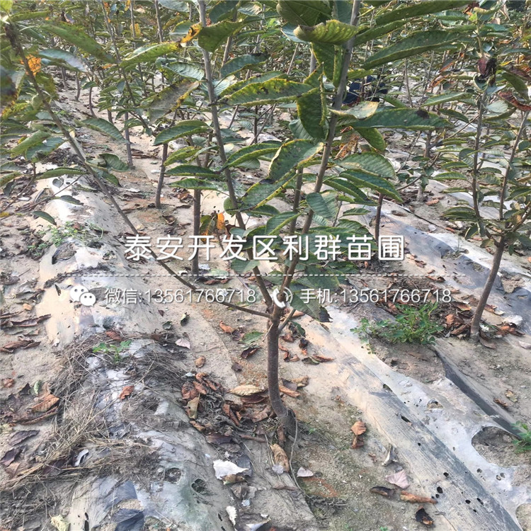 泰安无花果苗、泰安无花果苗出售