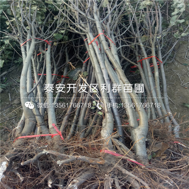 哪里有短枝蘋果苗批發(fā)