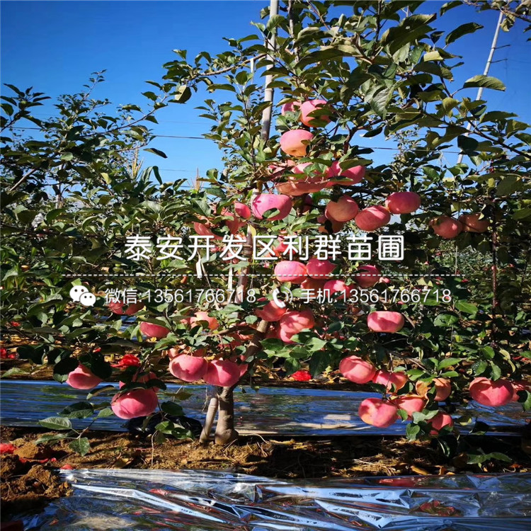大李子樹(shù)苗報(bào)價(jià)、2019年大李子樹(shù)苗多少錢(qián)一棵
