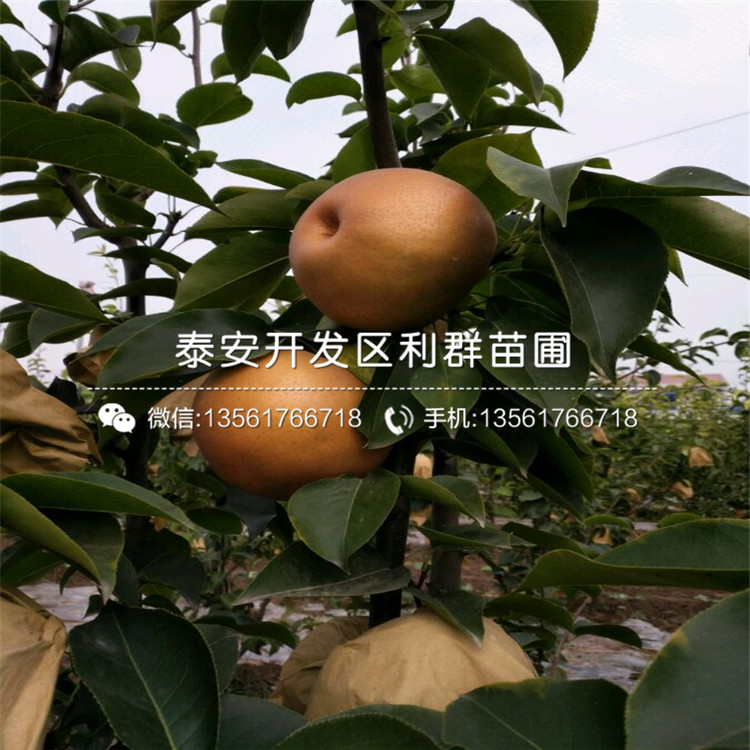 1公分柿子苗批發(fā)價格是多少