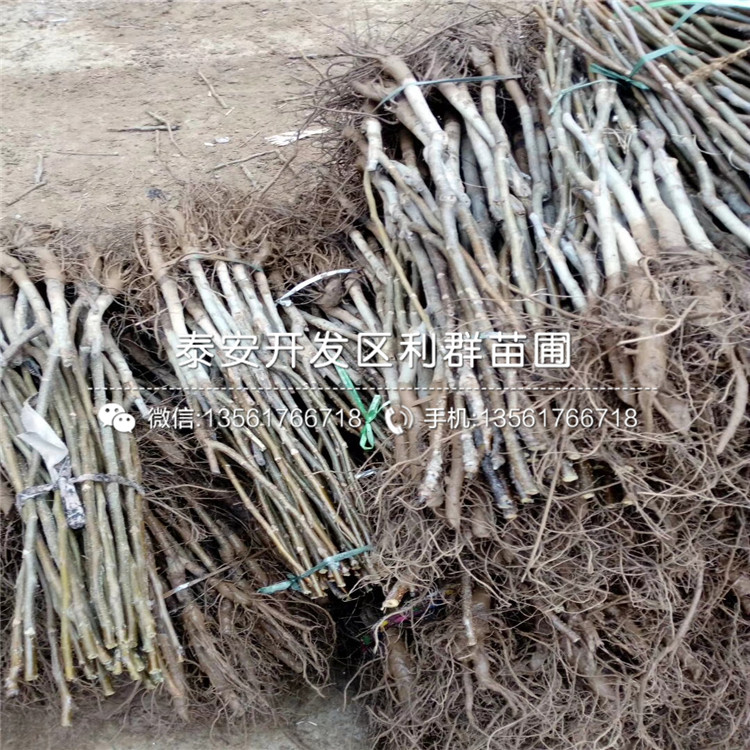 大李子樹(shù)苗報(bào)價(jià)、2019年大李子樹(shù)苗多少錢(qián)一棵
